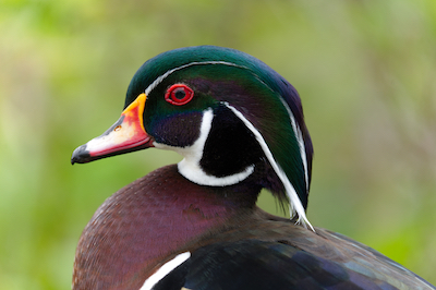 Wood Duck